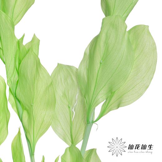 永生花材 | 桔叶绿色 商品图3