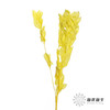 永生花材 | 桔叶黄色 商品缩略图2