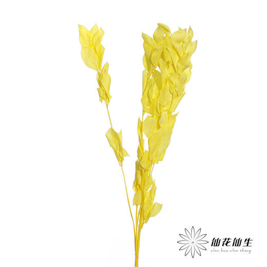 永生花材 | 桔叶黄色 商品图2