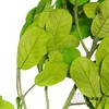 永生花材 | 黄金叶绿色 商品缩略图3