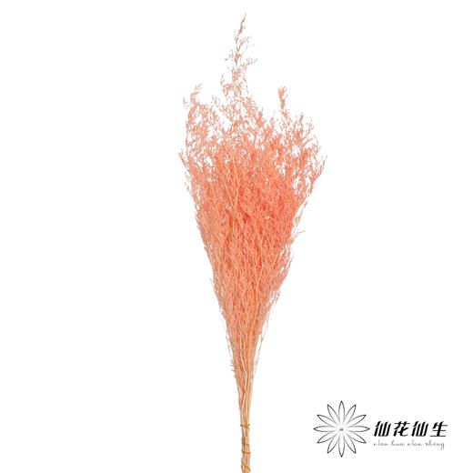 永生花材 | 情人草亮粉 商品图1