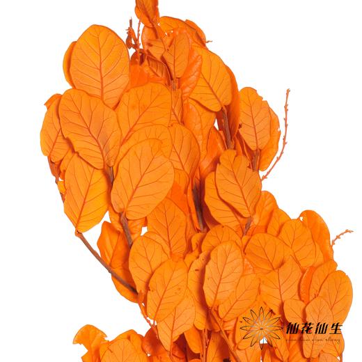 永生花材 | 苹果叶橙色 商品图0