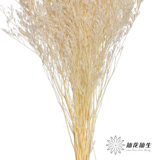 永生花材 | 情人草白 商品图3