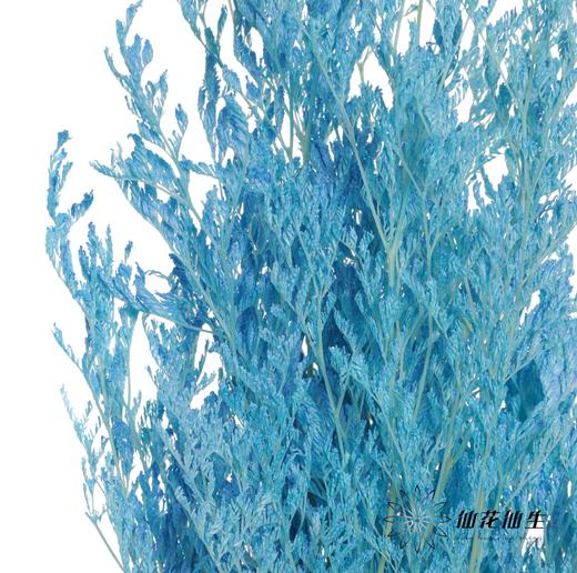 永生花材 | 情人草蓝色 商品图2