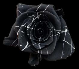 厄瓜多尔BLACK WIDOW黑蜘蛛染色玫瑰花10支 商品图4