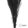 永生花材 | 情人草黑 商品缩略图2