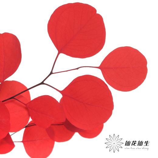 永生花材 | 苹果叶红色 商品图2