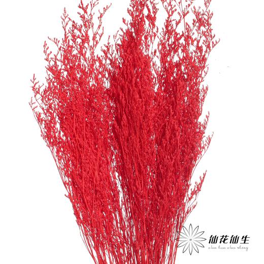永生花材 | 情人草红色 商品图3