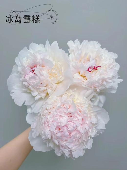 冰岛雪糕芍药花5支 商品图3