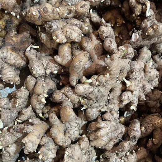 云南【小黄姜】姜味浓郁，香辣味美，肉质紧实，姜丝紧密，高原种植，自然成熟！ 商品图7