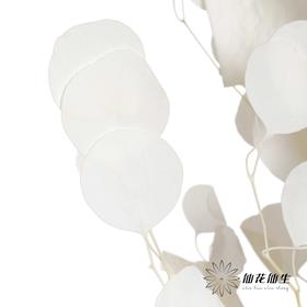 永生花材 | 苹果叶白