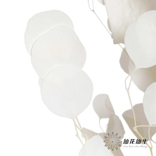 永生花材 | 苹果叶白 商品图0