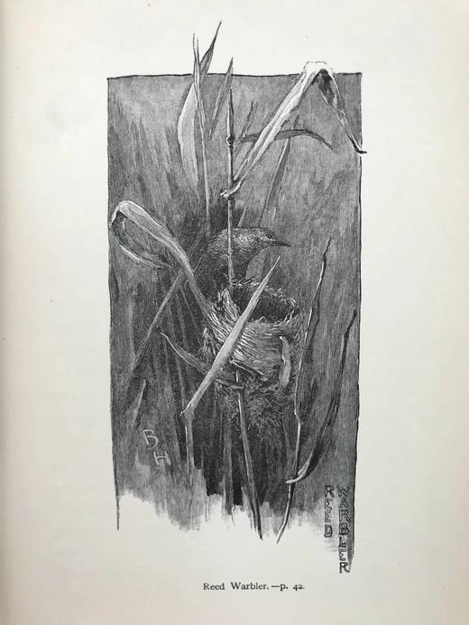 1891年 与鸟类在一起的一年 21幅版画插图 漆布精装32开 商品图8