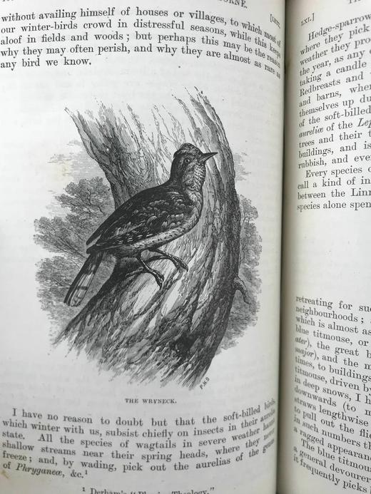 1897年 怀特《塞耳彭自然史》 数十幅版画插图 全真皮精装32开 商品图6