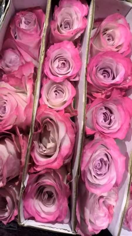 气场55公分 商品图0