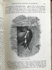 1897年 怀特《塞耳彭自然史》 数十幅版画插图 全真皮精装32开 商品缩略图10