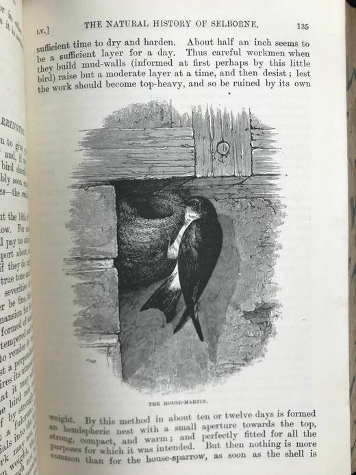 1897年 怀特《塞耳彭自然史》 数十幅版画插图 全真皮精装32开 商品图10