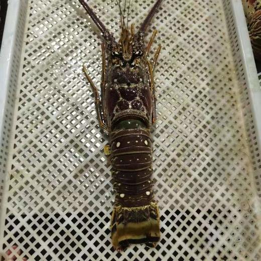 古巴龙虾活冻 商品图1