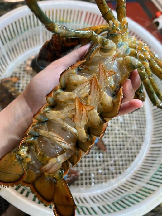 波士顿龙虾活冻 商品图2