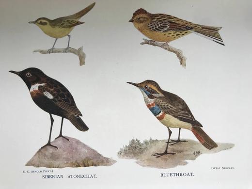 含藏书票！1907年 鸟类收藏者的旋律 12幅彩色数十幅黑白插图 漆布精装16开 商品图5