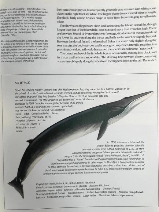 雅克·库斯托鲸鱼图集 283幅插图（200余幅彩色） 精装大16开 商品图14