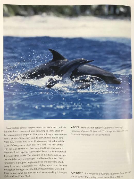 世界鲸鱼与海豚图集 180幅彩色插图 精装大16开 商品图9