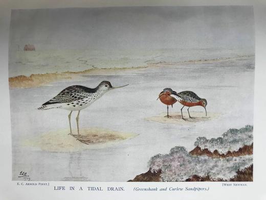 含藏书票！1907年 鸟类收藏者的旋律 12幅彩色数十幅黑白插图 漆布精装16开 商品图12