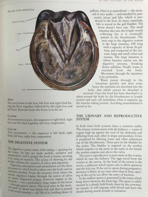 骏马百科全书 400余幅插图 精装16开 商品图9