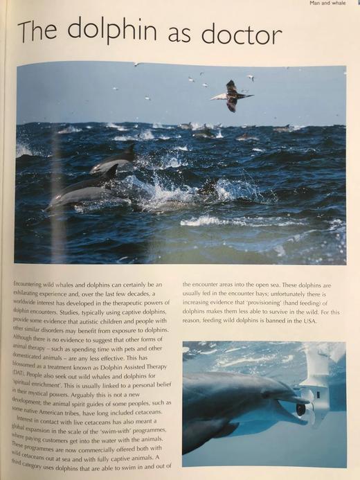 世界鲸鱼与海豚图集 180幅彩色插图 精装大16开 商品图8