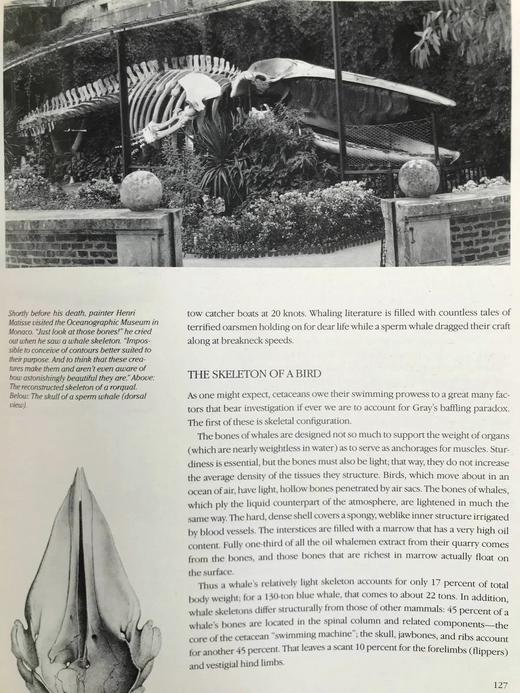 雅克·库斯托鲸鱼图集 283幅插图（200余幅彩色） 精装大16开 商品图8