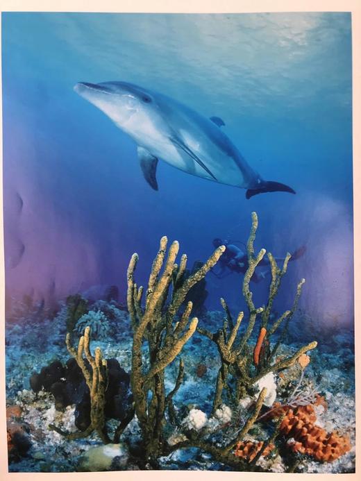 世界鲸鱼与海豚图集 180幅彩色插图 精装大16开 商品图6