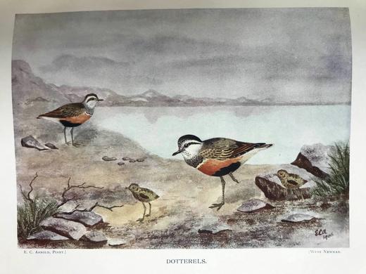 含藏书票！1907年 鸟类收藏者的旋律 12幅彩色数十幅黑白插图 漆布精装16开 商品图11