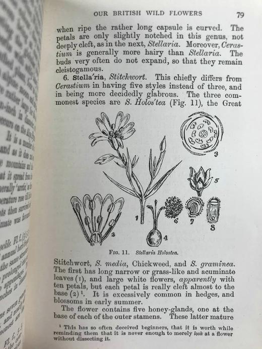 1911年 如何研究野花 12幅彩色折页57幅黑白插图 全真皮精装32开 商品图14