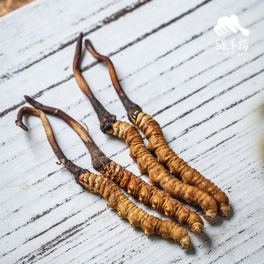 野生高海拔新鲜冬虫夏草（玉树）| 合作生产 * Yushu high altitude fresh Cordyceps sinensis | Partner Production 商品图0