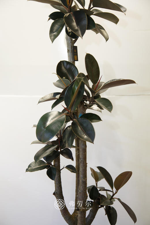 黑金刚 商品图1