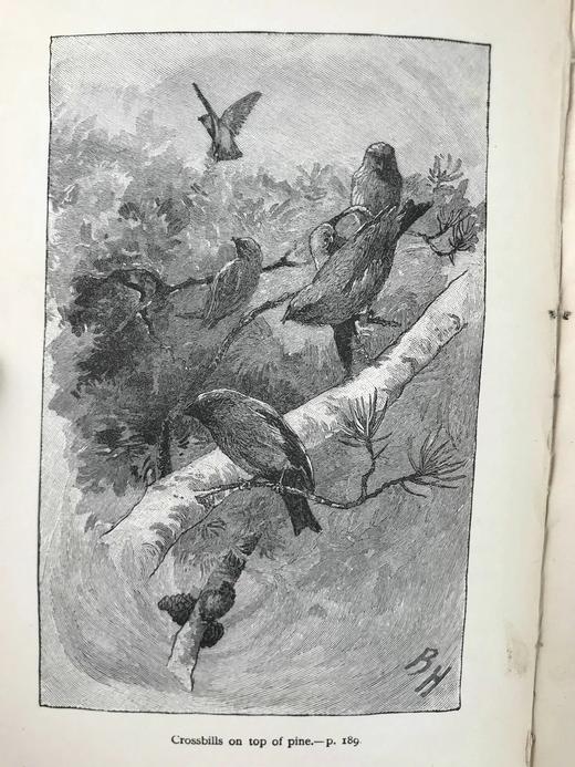 1891年 与鸟类在一起的一年 21幅版画插图 漆布精装32开 商品图10