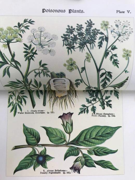 1911年 如何研究野花 12幅彩色折页57幅黑白插图 全真皮精装32开 商品图10