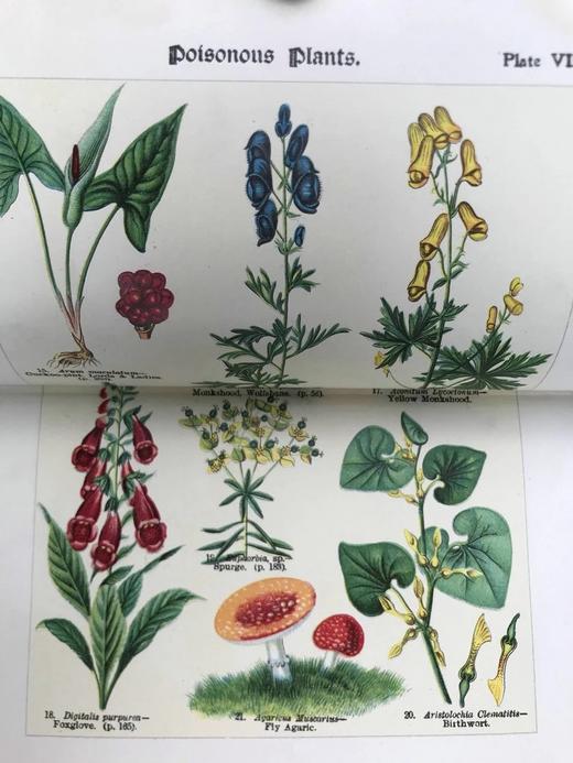 1911年 如何研究野花 12幅彩色折页57幅黑白插图 全真皮精装32开 商品图13