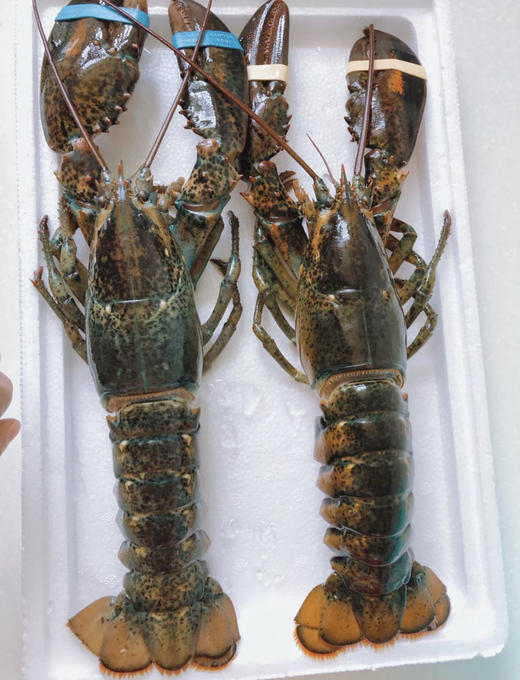 波士顿龙虾活冻 商品图1