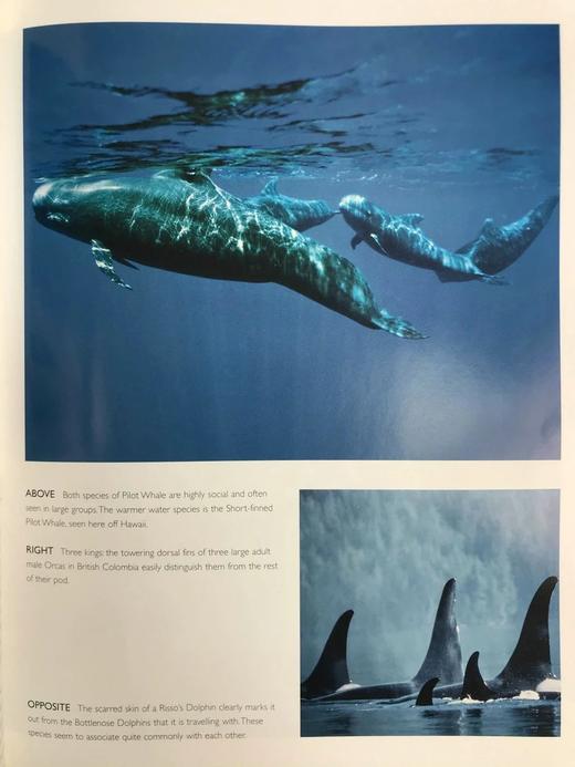 世界鲸鱼与海豚图集 180幅彩色插图 精装大16开 商品图10