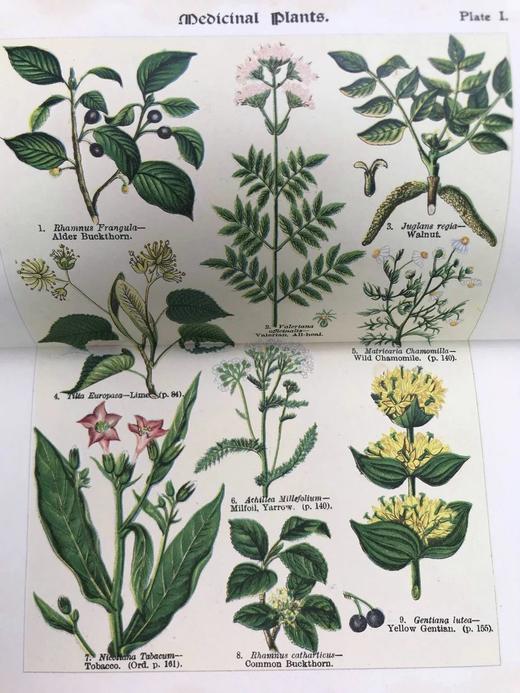 1911年 如何研究野花 12幅彩色折页57幅黑白插图 全真皮精装32开 商品图6