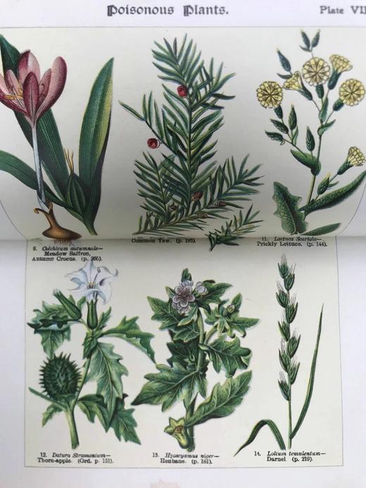 1911年 如何研究野花 12幅彩色折页57幅黑白插图 全真皮精装32开 商品图12