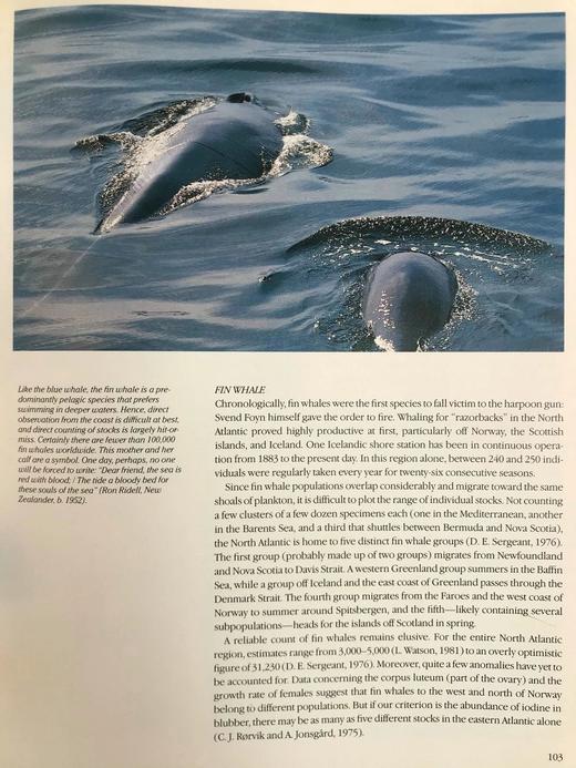 雅克·库斯托鲸鱼图集 283幅插图（200余幅彩色） 精装大16开 商品图11