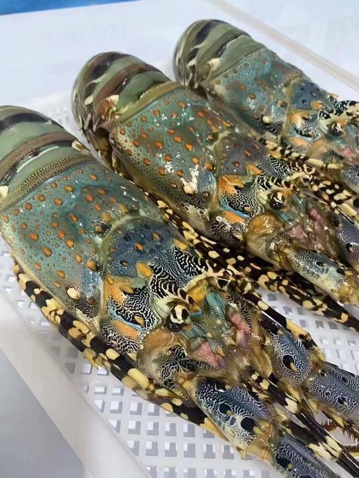&【花龙】龙虾中的极品，家常清蒸，蒸粉丝，蒸蒜蓉，煮粥，非常美味[色] 一定得试试[666]活冻 商品图2
