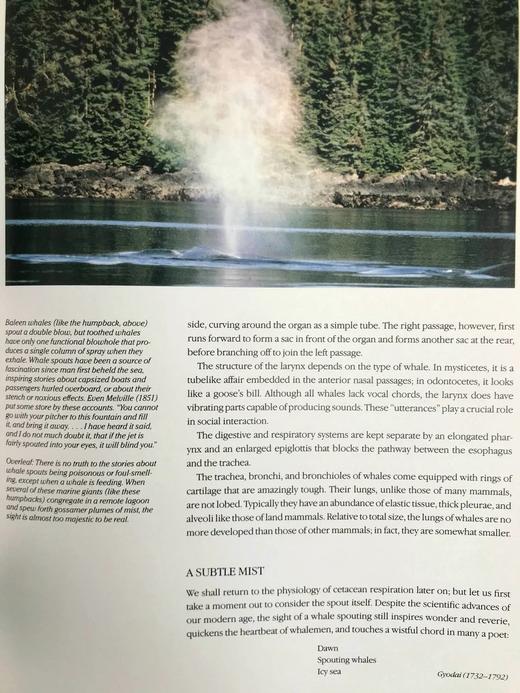 雅克·库斯托鲸鱼图集 283幅插图（200余幅彩色） 精装大16开 商品图7