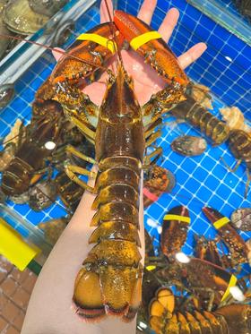 波士顿龙虾活冻