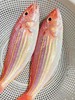 海钓🎣金线鱼也叫红衫鱼🌞美味与营养的双料海鲜💯新鲜 活冻 商品缩略图1