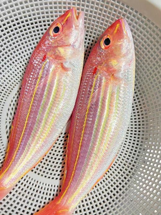 海钓🎣金线鱼也叫红衫鱼🌞美味与营养的双料海鲜💯新鲜 活冻 商品图1