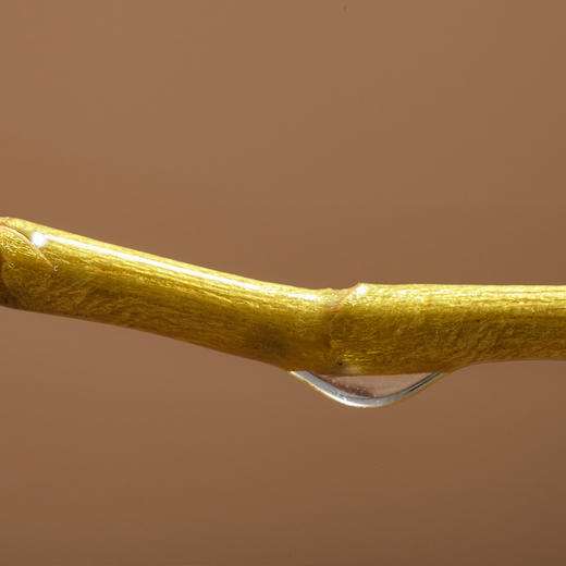 【新年礼盒】极盏-石斛-正宗霍山铁皮石斛150g（礼盒 ） 商品图3