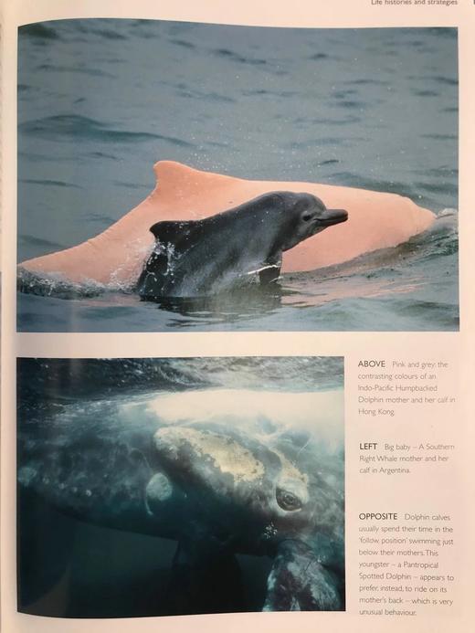 世界鲸鱼与海豚图集 180幅彩色插图 精装大16开 商品图12